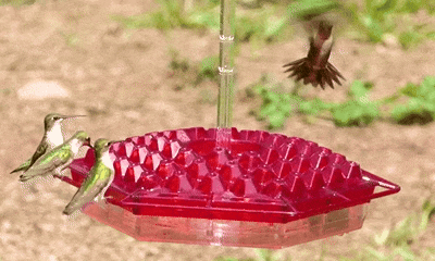 Sherem Hummingbird Feeder - Ideal Gift To Any Nature & Bird Lovers!