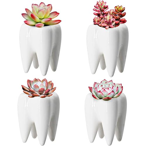 Dental Office Planter