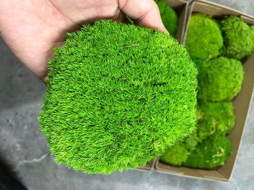 Moss Ball Aquarium