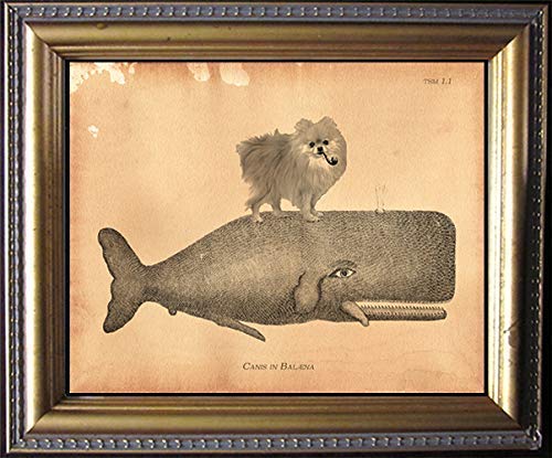 Pomeranian Riding A Whale