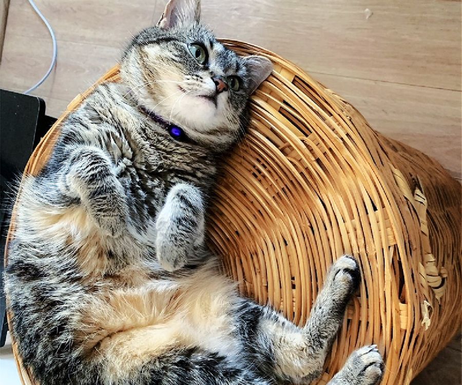 Taking Care of a Pet