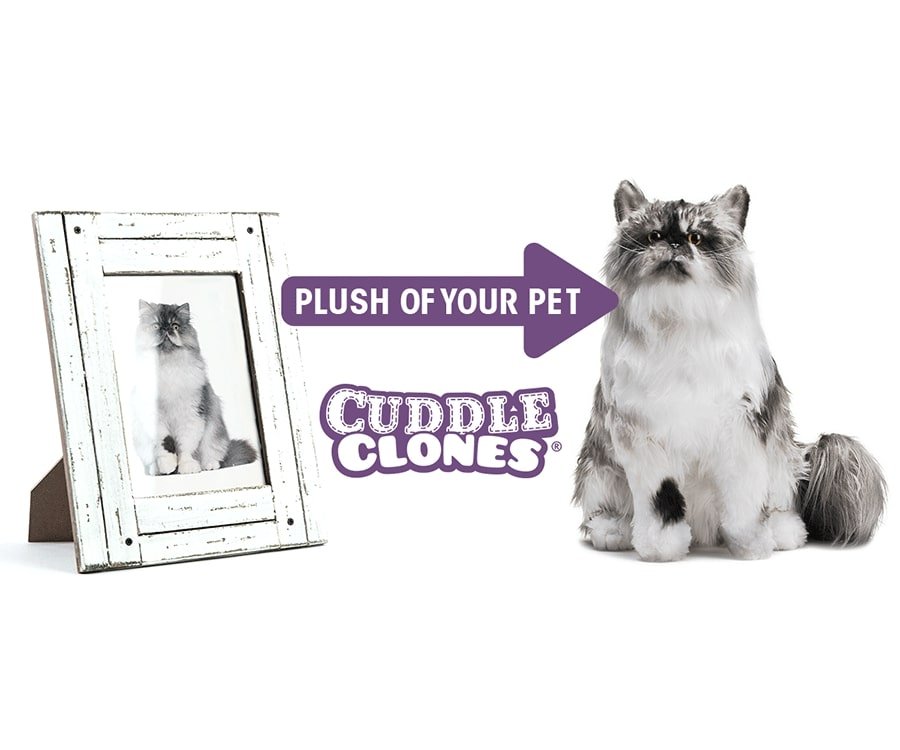 cuddle clone cat