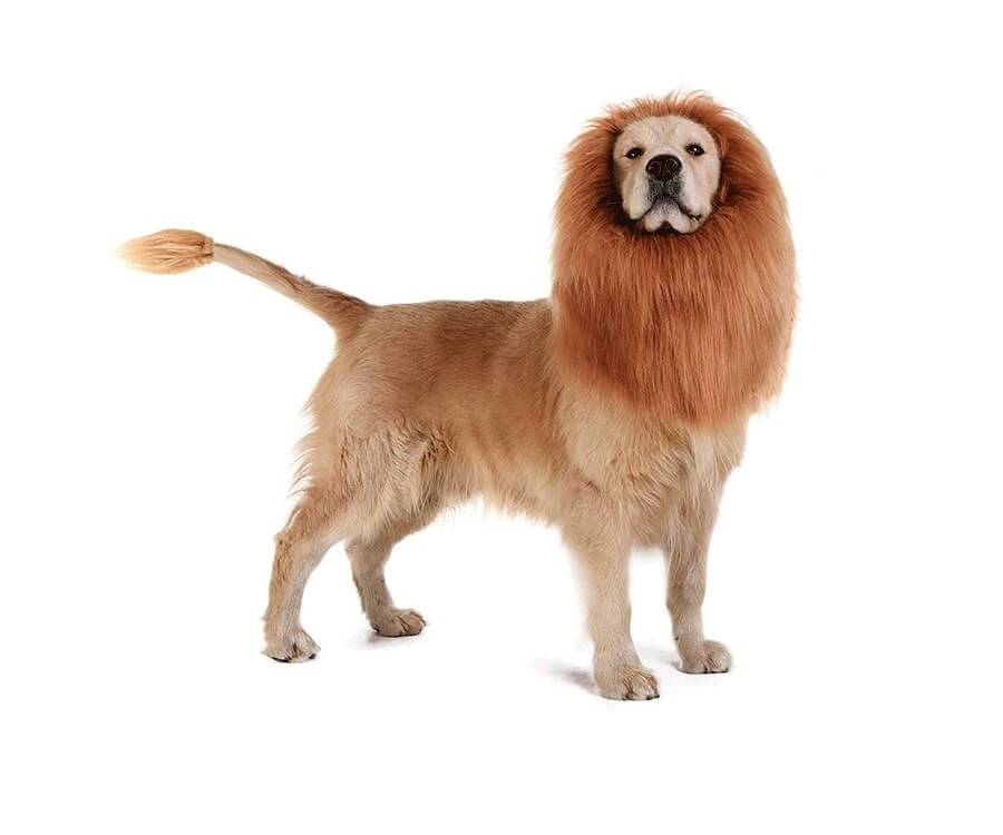 Tomsenn Dog Lion Mane