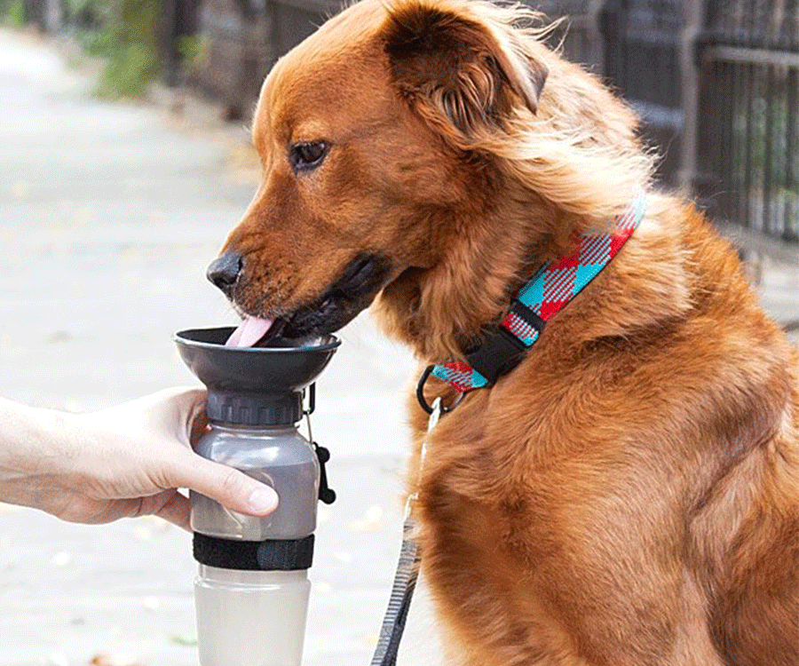 Portable water bowl